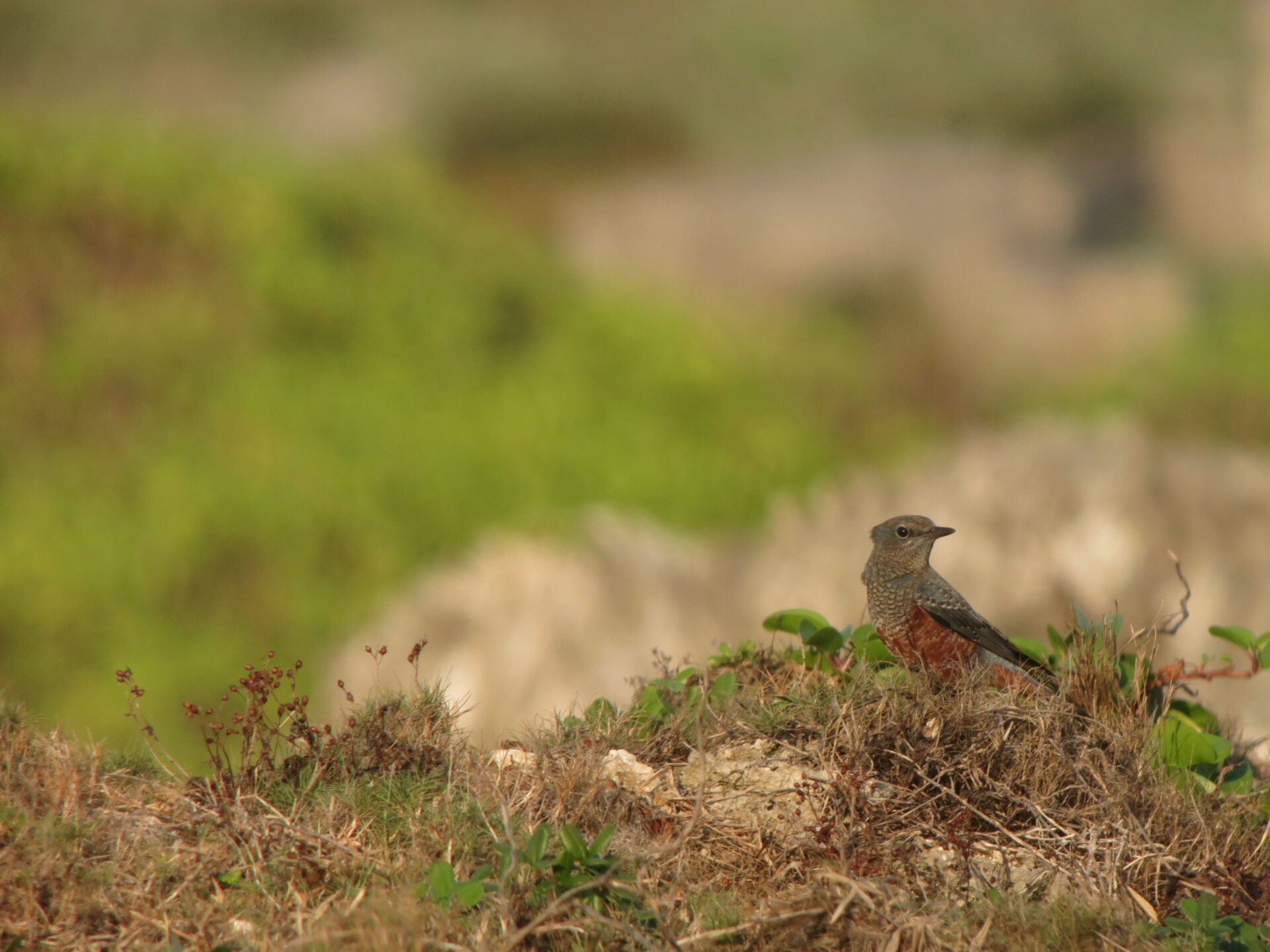 イソヒヨドリの生態 磯や市街地で見られる青い鳥 Web野鳥図鑑