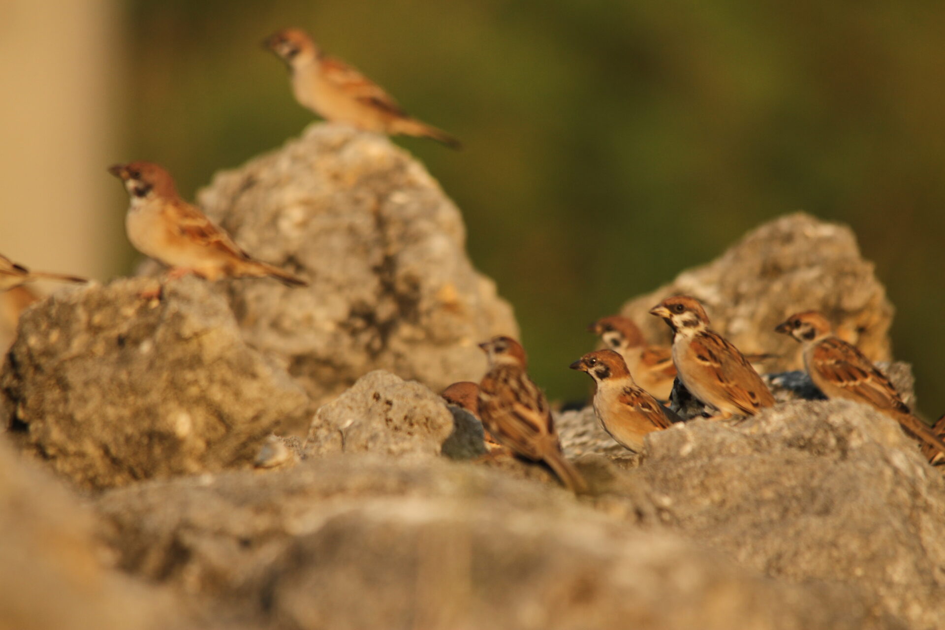 秋に見られる幼鳥の群れ