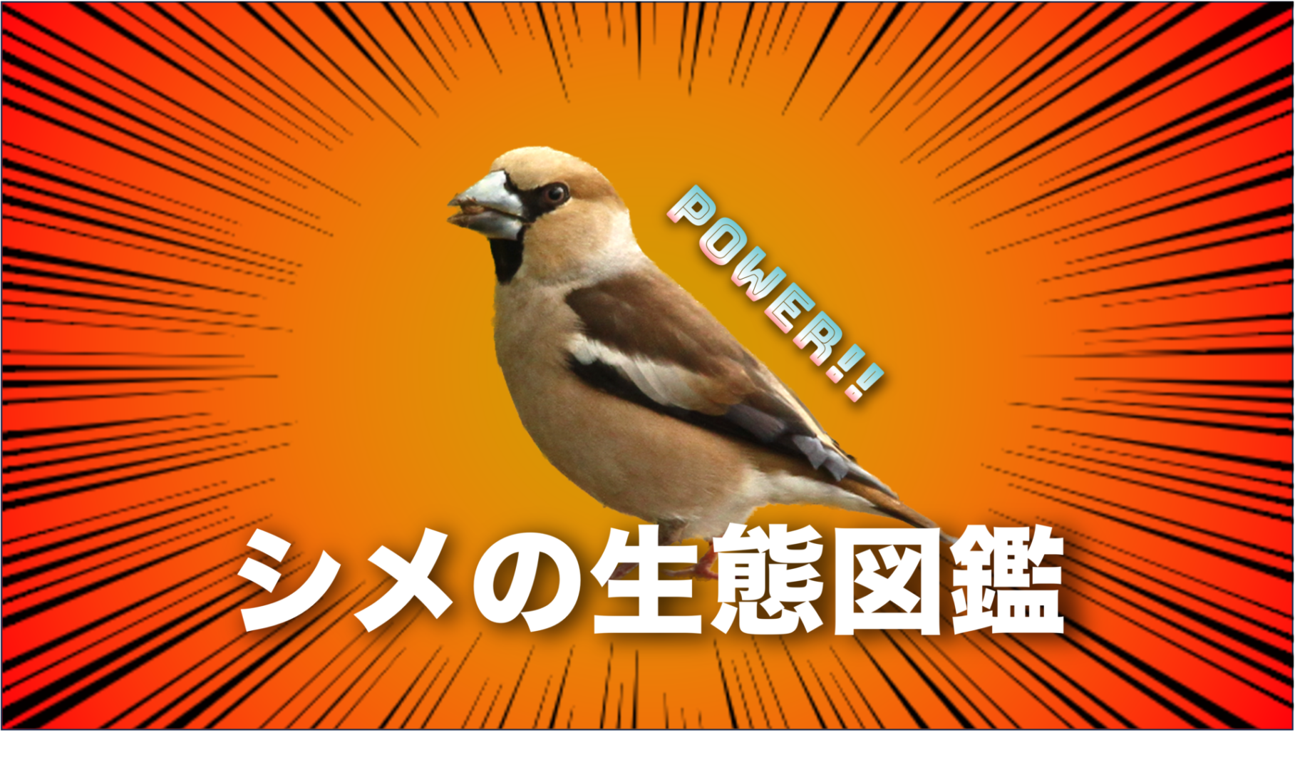 シメティコナ ユーロファーマ リーフレット