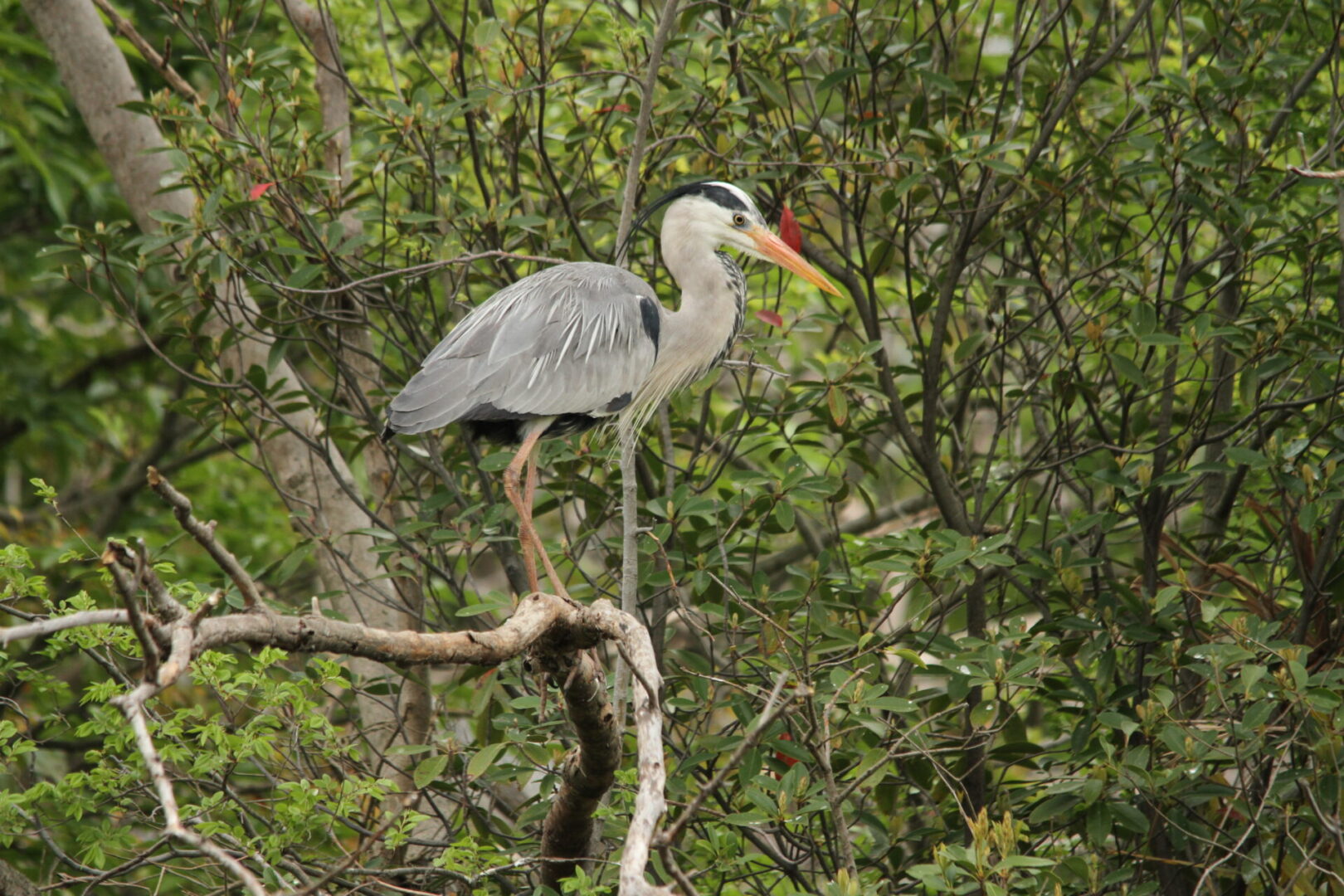 【アオサギの生態図鑑】どう生きている?エジプト文明とジブリ映画と大食漢アオサギの関係 - WEB野鳥図鑑