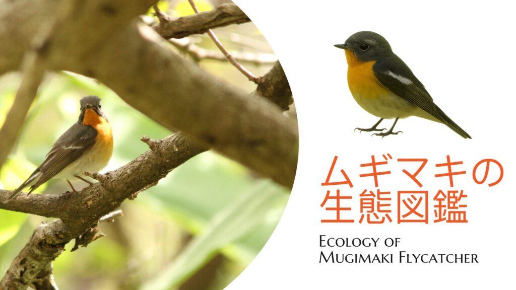 Mugimaki_eyecatch