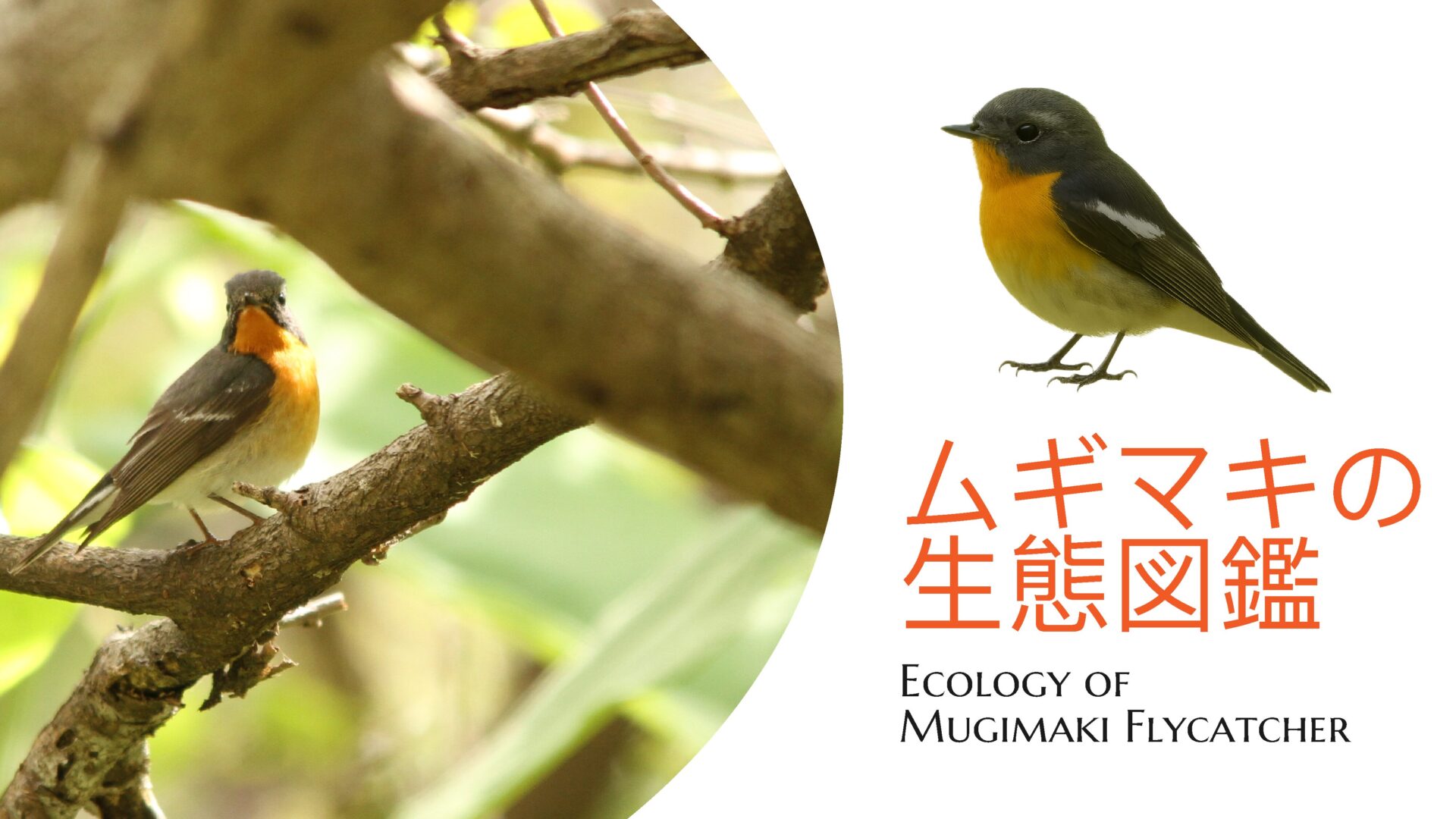 Mugimaki_eyecatch